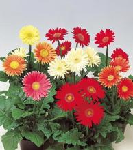 Фото цветок Гербера (Gerbera)