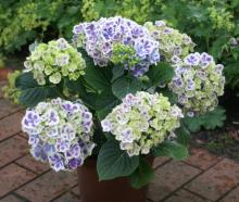 Фото цветок Гортензия (Hydrangea)