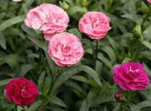 Фото цветок Гвоздика (Dianthus)