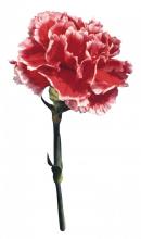 Фото цветок Гвоздика (Dianthus)