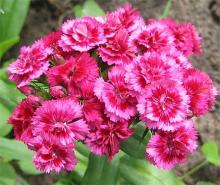 Гвоздика (Dianthus)