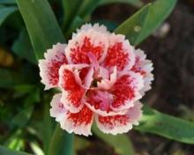 Гвоздика (Dianthus)