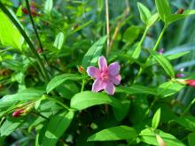 Фото цветок Жасмин (Jasminum)