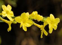 Фото цветок Жасмин (Jasminum) желтый