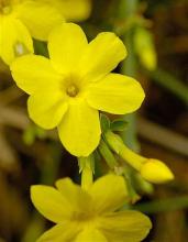 Фото цветок Жасмин (Jasminum)