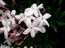 Фото цветок Жасмин (Jasminum)