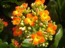 Фото цветок Каланхое, Каланхоэ (Kalanchoe)