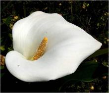 Калла (Calla) или Зантедехия (Zantedeschia)