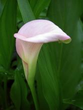 Калла (Calla) или Зантедехия (Zantedeschia)