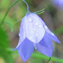 Фото цветок Колокольчик или Кампанула (Campanula)