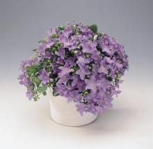 Фото цветок Колокольчик или Кампанула (Campanula)