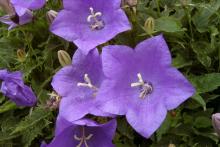 Колокольчик или Кампанула (Campanula)