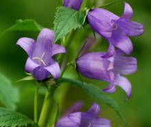 Колокольчик или Кампанула (Campanula)