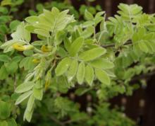 Акация желтая (caragana arborescens, карагана древовидная)