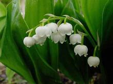 Ландыш (Convallaria)