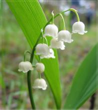 Фото цветок Ландыш (Convallaria)