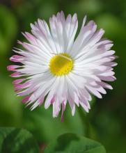 Фото цветок Маргаритка (Bellis perennis)