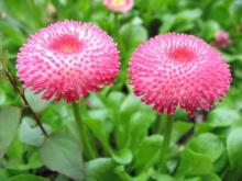 Фото цветок Маргаритка (Bellis perennis)