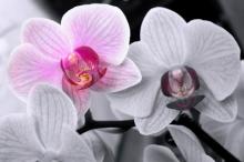 Фото цветов Орхидея (Orchidaceae)