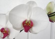 Фото цветов Орхидея (Orchidaceae)