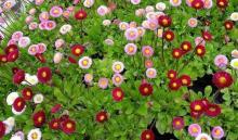 Фото цветок Маргаритка (Bellis perennis)