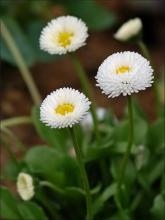 Фото цветок Маргаритка (Bellis perennis)