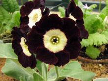 Примула ушковая (Primula auricula) фото