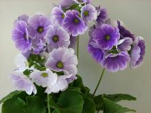 Примула обконика, обратноконическая (Primula obconica)